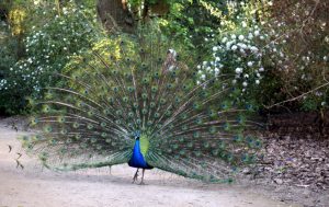 Pfau